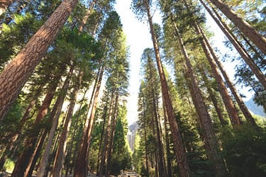 A towering forest of tall pine trees with sunlight streaming through, viewed from below. The trees form a canopy overhead, creating a peaceful, wooded environment.