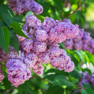 Close-up of clusters of purple lilac flowers with green leaves in the background.