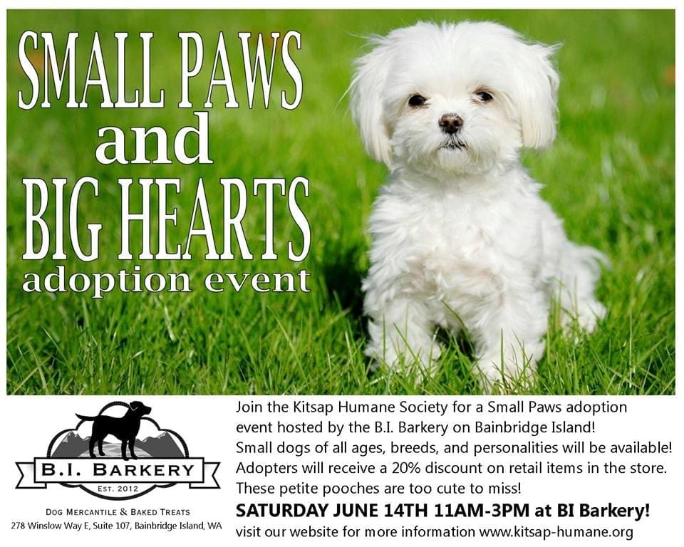 Poster for a pet adoption event at B.I. Barkery on Bainbridge Island, featuring a small white dog and event details for June 14th from 11 AM to 3 PM.