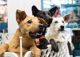 Three dogs, one brown, one black, and one white, lean on a white fence excitedly, looking towards the left. They are in an indoor setting with blurred background elements and cages.