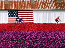 Three cyclists ride past a building with an American flag painted on it, behind red and purple flower fields.