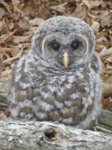 A young owl with mottled gray and white feathers sits on a fallen log surrounded by dry leaves.