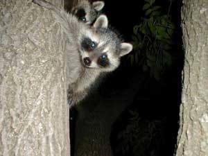 Two raccoons peek out from behind a tree trunk at night.