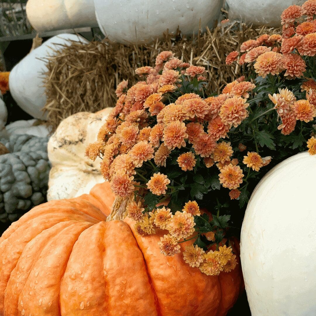 Orange pumpkins, white pumpkins, and a bunch of orange chrysanthemums are arranged together with a bale of hay in the background.