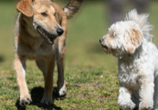 A brown dog and a white fluffy dog run towards each other on a grassy field.