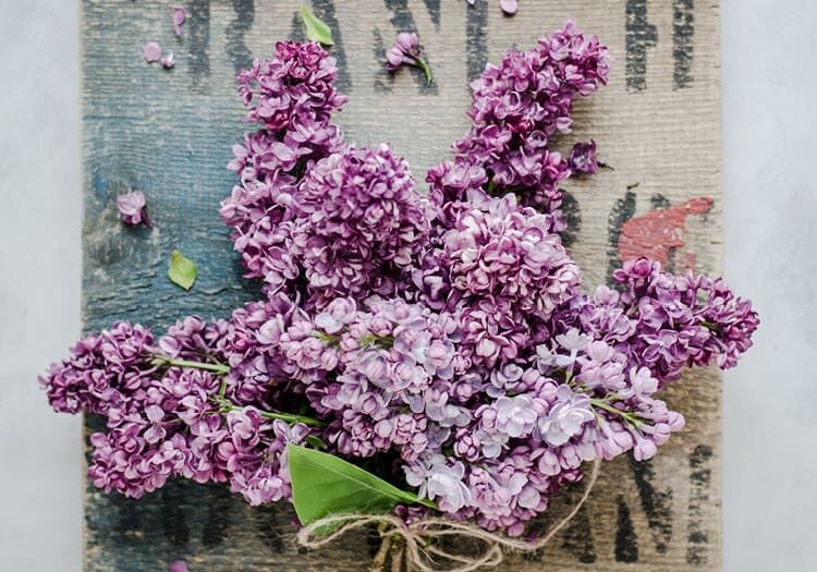 Purple lilac flowers on a wooden board.