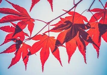 Red maple leaves against a blue sky.