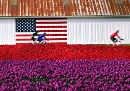 Three cyclists ride past a building with an American flag painted on it, behind red and purple flower fields.