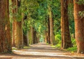 A gravel path lined with tall, green trees extends into the distance, creating a natural, shaded tunnel.