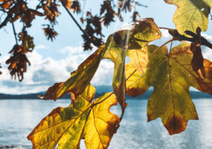 Close-up view of autumn leaves on a branch with a bright sunlit lake and partially cloudy sky in the background.