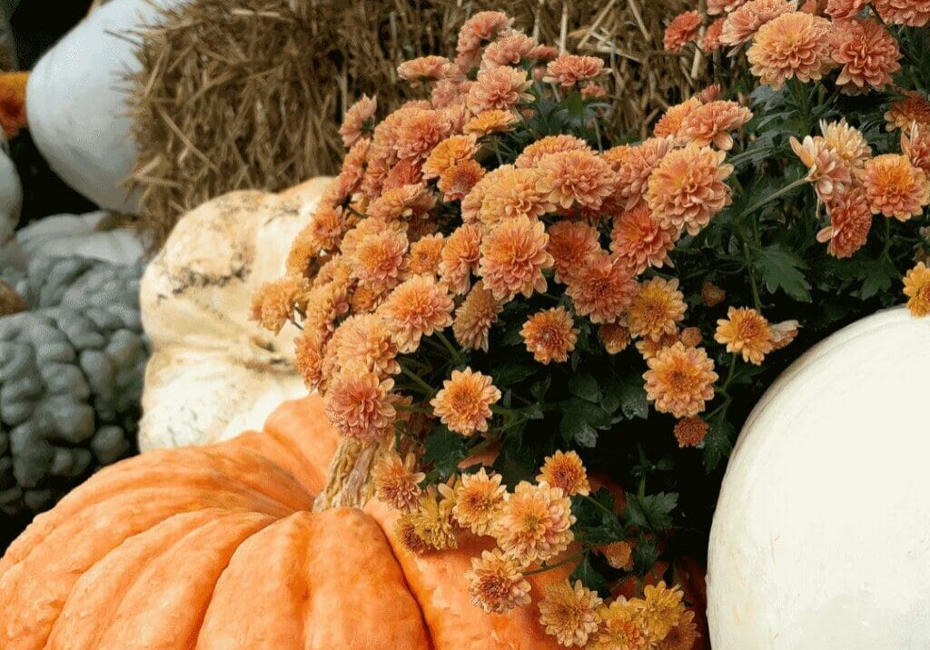 Orange pumpkins, white pumpkins, and a bunch of orange chrysanthemums are arranged together with a bale of hay in the background.