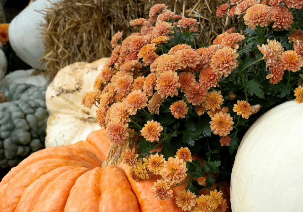 An arrangement of orange and white pumpkins with clusters of orange chrysanthemums on a bed of hay.