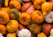 An assortment of various pumpkins and gourds in different shapes, sizes, and colors, including orange, white, and green, arranged closely together.