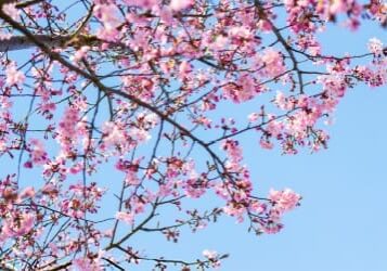 Pink cherry blossoms against a blue sky.