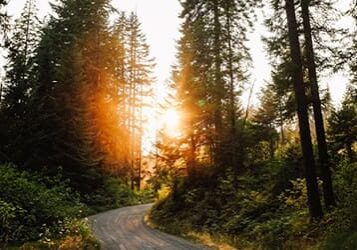 Sunlight through trees on a winding road.